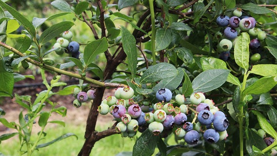 Reife Blaubeeren hängen an einem Strauch bei Ankum. © NDR Foto: Beatrice-Arianne Kühne
