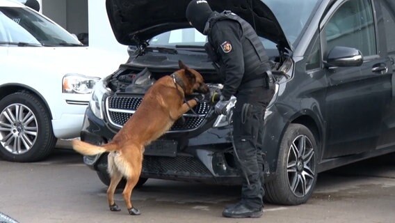 Ein Polizist mit einem Polizeihund an einem Auto in Bramsche.  Hier wurde ein 64-jähriger Mann festgenommen.  Ihm werden Cannabisschmuggel, Geldwäsche und Steuerhinterziehung vorgeworfen.  © Nord-West Media TV 