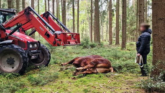 Ein Bulle, der von ein Jäger erschossen wurde, nachdem er entlaufen war. © Nord-West-Media TV 