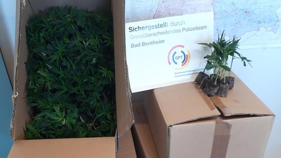 Vom Grenzüberschreitenden Polizeiteam (GPT) Bentheim sichergestellte Cannabispflanzen © Bundespolizei 