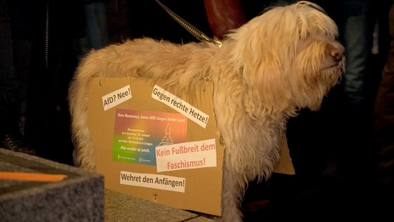 Bei einer Demo in Lingen trägt ein Hund Protestsprüche wie "Gegen rechte Hetze!"auf seinem Körper. © TV7news 
