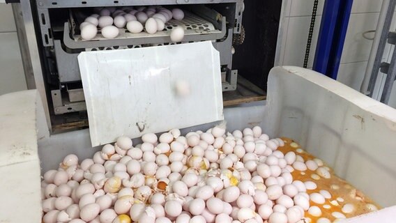 In einem Legehennenbetrieb werden Eier vernichtet. © NDR 