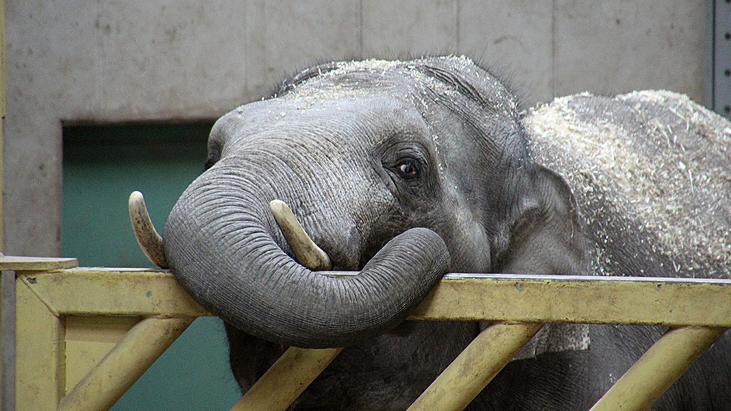 Elefant Tiger Co Ndr De Fernsehen Sendungen A Z