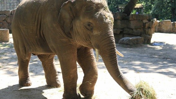 Der Asiatische Elefant Minh-Tan steht in seinem Gehege im Zoo Osnabrück. © Zoo Osnabrück Foto: Lisa Simon