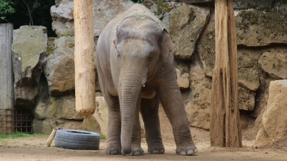 Der Elefant "Minh-Tan" steht im Zoo Osnabrück. © Zoo Osnabrück Foto: Lisa Josef