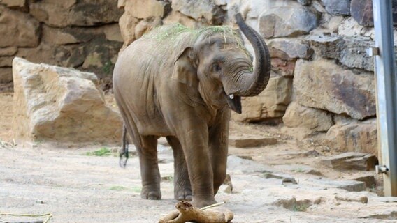 Der Asiatische Elefant Minh-Tan steht in seinem Gehege im Zoo Osnabrück. © Denise Matthey/Zoo Osnabrück/dpa Foto: Denise Matthey