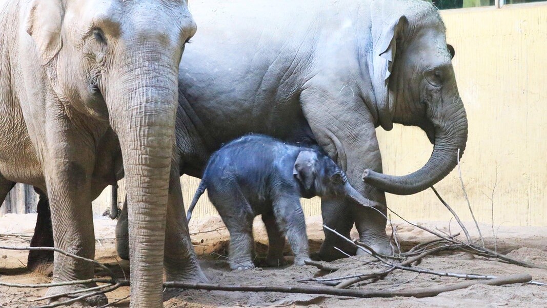 Tierisches Weihnachtsgeschenk Elefant In Osnabruck Geboren Ndr De Nachrichten Niedersachsen Studio Osnabruck