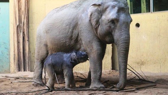 Elefantenbaby "Yaro" mit seiner Mutter. © Zoo Osnabrück 