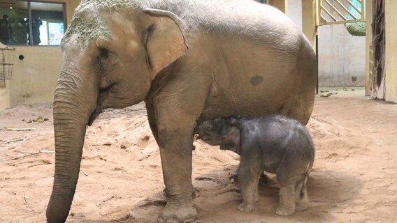 Elefantenbaby "Yaro" mit seiner Mutter. © Zoo Osnabrück 