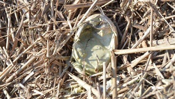 Ein kaputtes Ei einer Graugans liegt im Gras. © Eilert Voss Foto: Eilert Voss