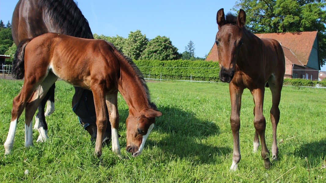Seltene Geburt: Pferd in Melle bringt Zwillingsfohlen zur Welt