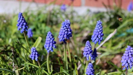 Frühblüher stehen auf einer Wiese. © Landkreis Osnabrück 