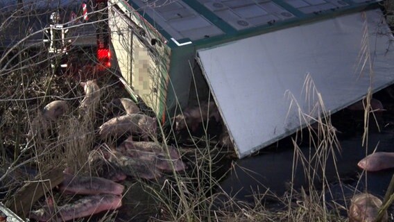 Ein Schweinetransporter liegt umgekippt in einem Graben. © dpa-Bildfunk/Nord-West-Media 