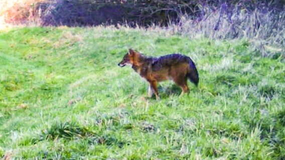 Ein Goldschakal, aufgenommen in der Grafschaft Bentheim mit einer Wildkamera. © Privat 