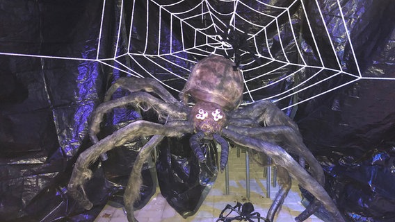 Eine Spinne aus Pappmaschee vor einem Spinnennetz. © NDR Foto: Wagma Hayatie