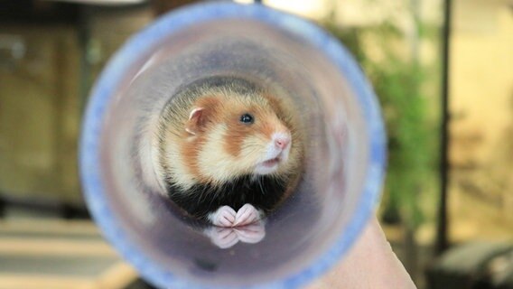 EIn Hamster sitzt in einer Plexiglas-Röhre. © Zoo Osnabrück 