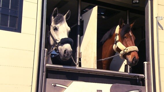 Zwei Pferdeköpfe ragen aus einem Pferdetransporter. © NDR 