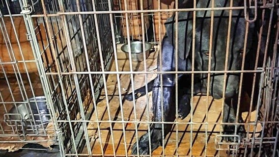 ein schwarzer Hund in einem kleinen Käfig © Bundespolizeiinspektion Bad Bentheim 