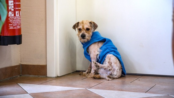 Ein geschorener, verwahrloster Hunde trägt einen Pullover © NDR 