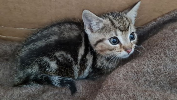 Ein kleine Katze liegt auf einer Decke. Ein kleine Katze liegt auf einer Decke. © Polizeiinspektion Osnabrück