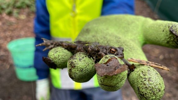 Eine liegt auf der Hand eines Jungen (auf dem Handschuh). © NDR Foto: Andreas Gervelmeyer