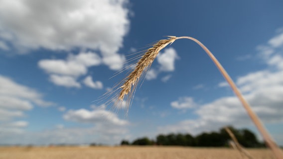Weizen steht auf einem Feld vor blauem Himmel. © picture alliance Foto: Friso Gentsch