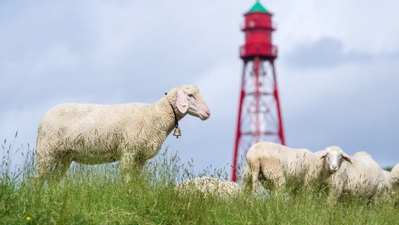 Das Bild zeigt den Leuchtturm im ostfriesischen Campen und im Vordergrund ein Schaf in der Seitenansicht. © dpa-Bildfunk Foto: Sina Schuldt
