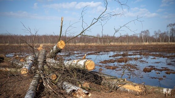 Zum Schutz des Moores werden die Bäume gefällt. © dpa-Bildfunk Foto: Sina Schuldt