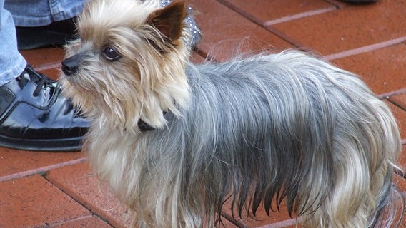 Ein Yorkshire Terrier. © NDR Foto: Kerstin Staben