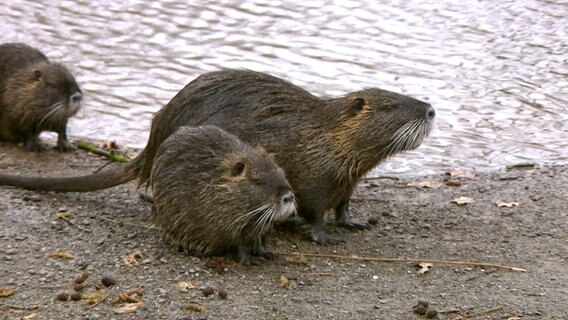 Nutrias stehen am Ufer eines Flusses. © NDR 