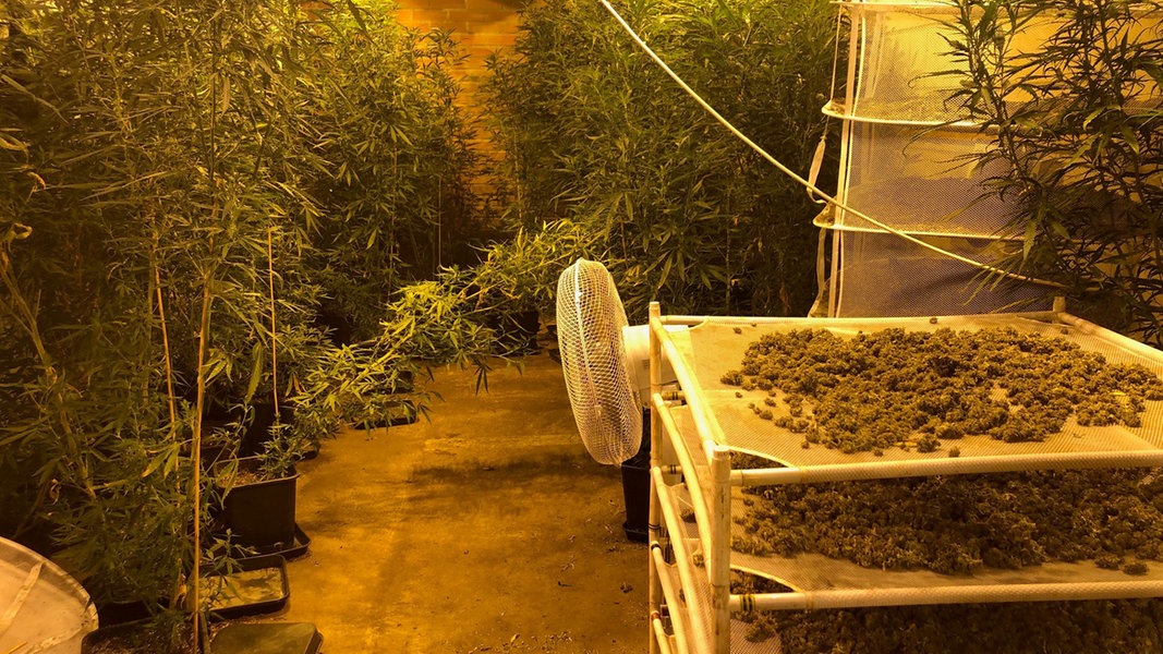 Fahnder Entdecken Riesige Cannabis Plantage Ndr De Nachrichten