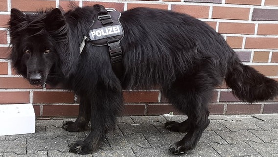 Rauschgiftspürhund "Franz-Ludwig". © Polizeidirektion Osnabrück 