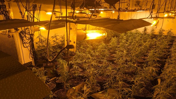 Eine Marihuana-Plantage im Inneren eines Raumes. © NDR Foto: Claus Halstrup