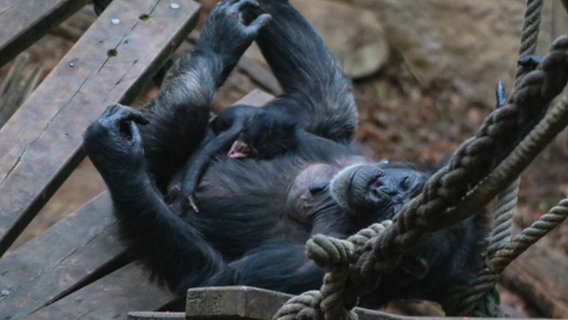 Eine Schimpansenmutter mit ihrem Nachwuchs auf dem Bauch. © Zoo Osnabrück 