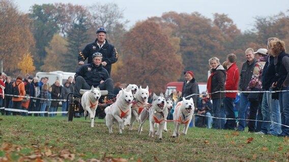 Schlittenhunde ziehen bei einem Rennen einen mit zwei Personen besetzten Schlitten. © Tierpark Ströhen 