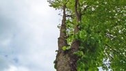 An einem Baum sind halbseitig Äste abgesägt.  