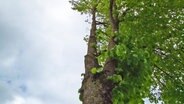 An einem Baum sind halbseitig Äste abgesägt.  