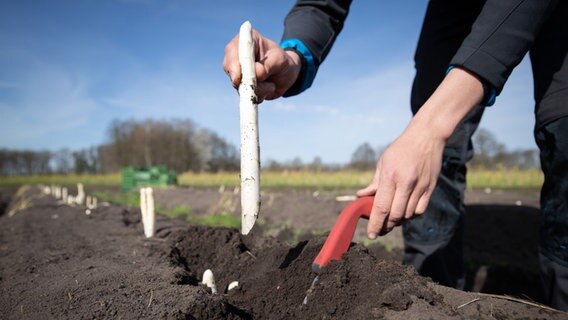 Auf einem Feld von einem Spargelhof wird Spargel geerntet. © picture alliance/dpa/Friso Gentsch Foto: Friso Gentsch