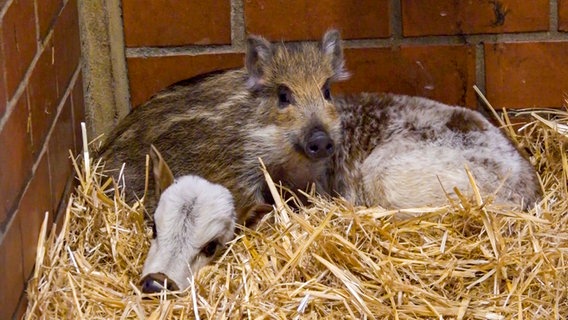 Ein Zebu-Kalb und ein Wildschwein liegen im Stroh. © NonstopNews 