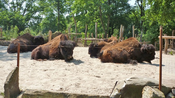Bisons im Tierpark Nordhorn. Bisons im Tierpark Nordhorn. © NDR Foto: Nina Draxlbauer
