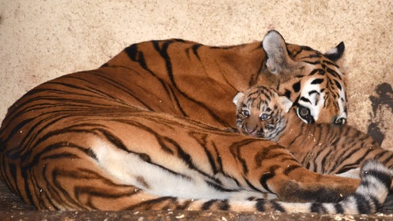 Eine Tigermutter und ein Tigerjunges liegen in einem Käfig. © Tierpark Ströhen 