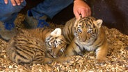 Zwei Tigerbabys nebeneinander. © NDR 