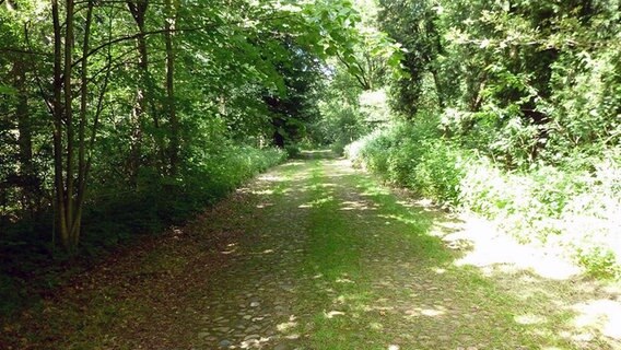 Ein Kopfsteinpflaster-Weg verläuft durch ein Waldstück bei Meppen. © NDR Foto: Hedwig Ahrens