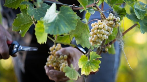 Trauben der Sorte Helios werden von einem Rebenstock gelesen. © dpa-Bildfunk Foto: Friso Gentsch