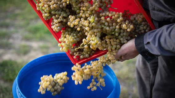 Auf einem Weinberg in Bad Iburg werden Weintrauben der Rebsorte "Helios" geerntet. © dpa - Bildfunk Foto: Friso Gentsch
