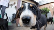 Ein Hundewelpe blickt in die Kamera. © dpa-Bildfunk Foto: Friso Gentsch