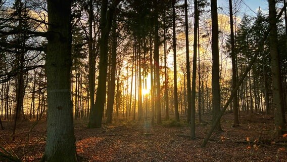 Die Sonne steht tief hinter einem Waldstück und leuchtet durch die Zweige. © NDR Foto: Petra Quade