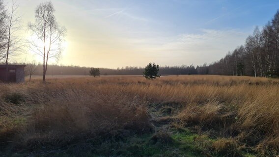 Über einem Feld in Haren an der Ems geht die Sonne auf. © NDR Foto: Jürgen Bruns