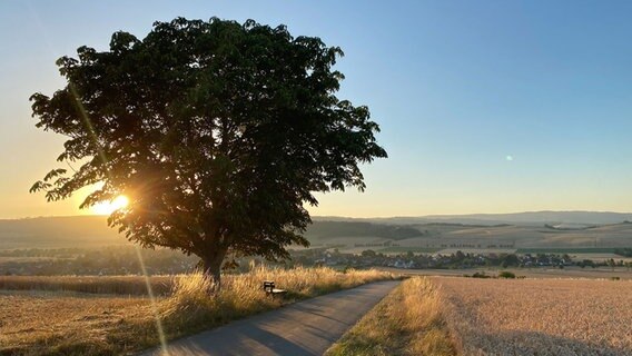 Die Sonne schient durch die Blätter eines Baumes. © NDR Foto: Jens Beckmann