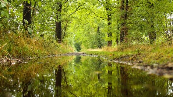 Ein Blick auf eine Pfütze in einem Wald. © NDR Foto: Sandra Bittner-Hellbernd